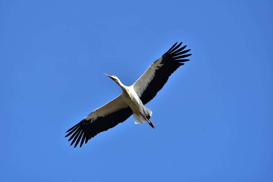 stork, sky, fly, black white, bill, rattle stork, white stork HD wallpaper