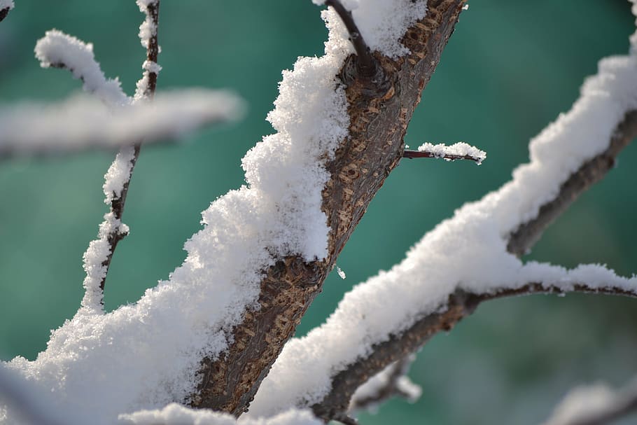 winter, snow, tree, a branch, cold, nature, frost, ice, cold - Temperature HD wallpaper