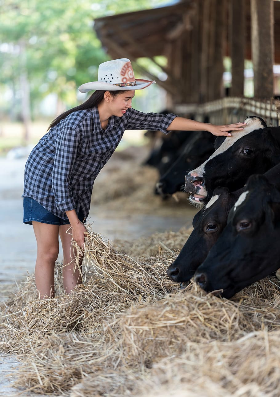 woman standing in front of black cows, animals, the cow, dry grass, HD wallpaper