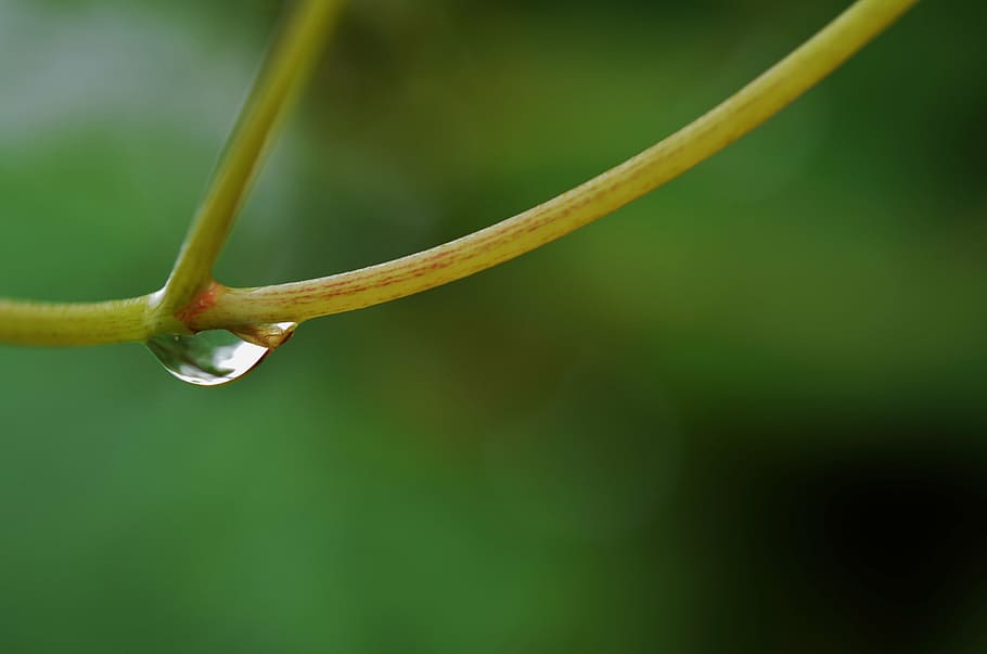 water, drop, rain, wet, nature, macro, droplet, raindrop, transparent HD wallpaper