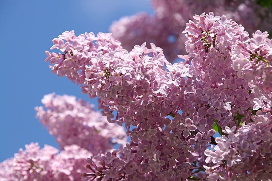 without, lilac, spring, violet, may, blooming, flower, flowering plant HD wallpaper