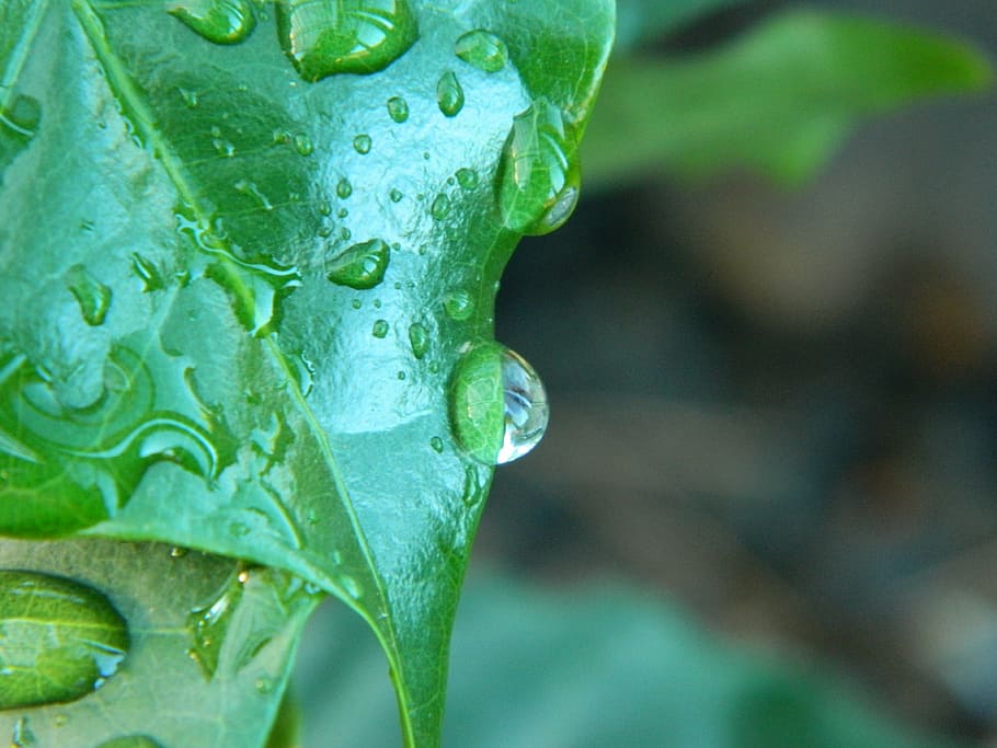 coffee, drop, rain, agua, raindrop, water, drip, drops, plant