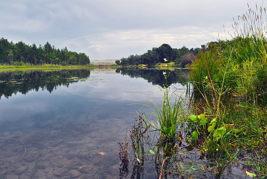 River, Water, Plants, Landscape, wilderness, scenery, natural HD wallpaper