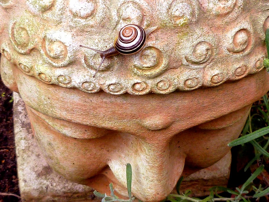 brown snail on top of Gautama Buddha bust, reptile, nature, animal, HD wallpaper