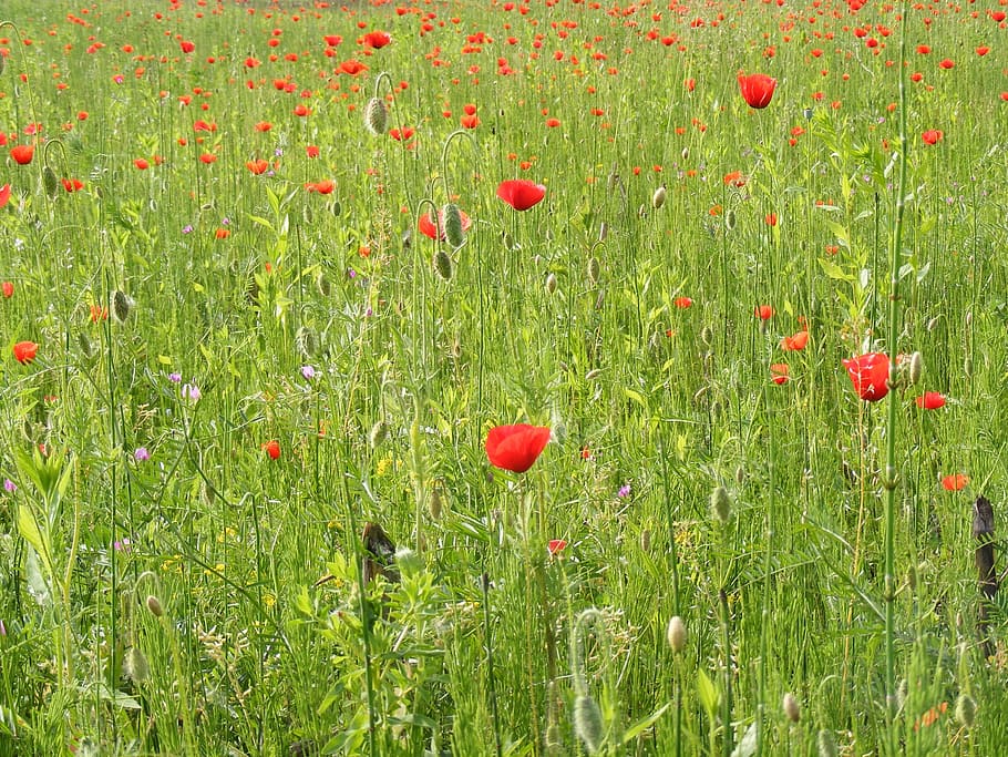 corn, field, flower, papaver, poppy, papaveraceae, rhoeas, wild HD wallpaper