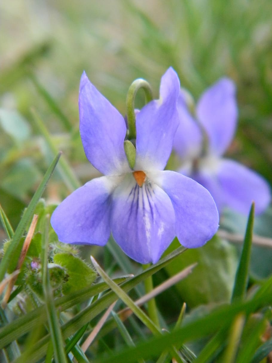 nature, garden, violet, flowering plant, freshness, fragility HD wallpaper