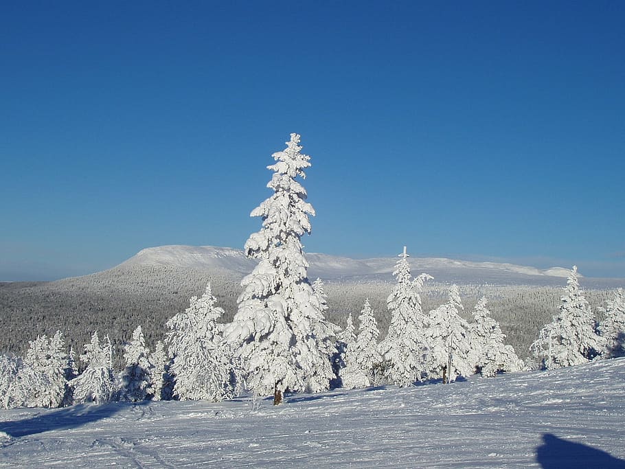 natural, winter, snow, 2, nature, tree, forest, landscape, white HD wallpaper