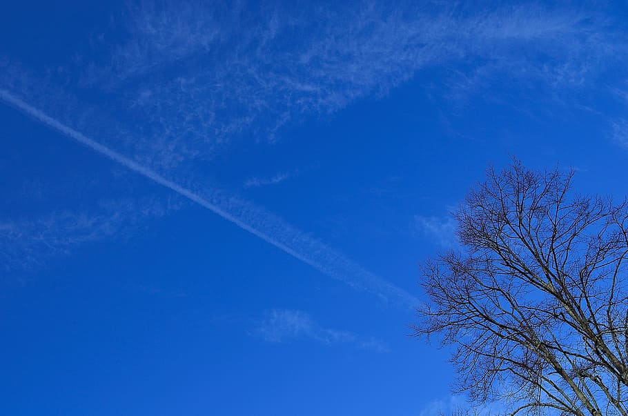 blue, clouds, branch, tree, sky, background, white, cloud - sky HD wallpaper