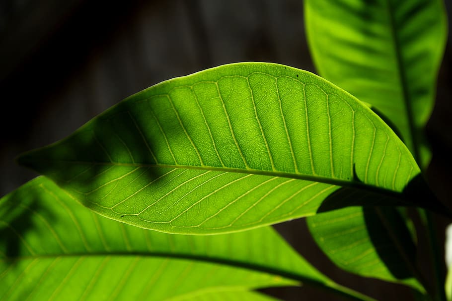 nature, green, leaf, light, plant part, green color, close-up HD wallpaper