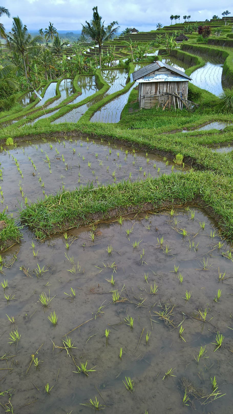 paddy, bali, indonesia, rice fields, agriculture, rice cultivation HD wallpaper