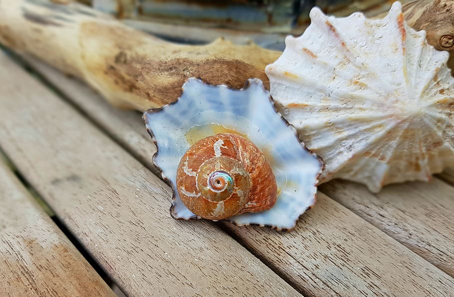 brown and white nautillus shell on brown wooden plank, snail HD wallpaper