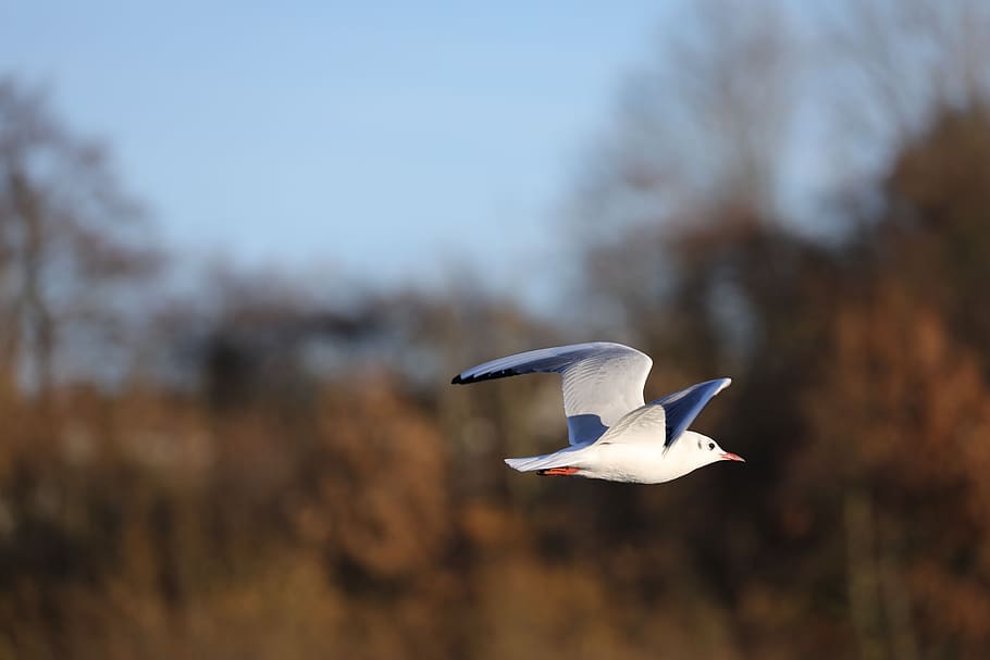 seagull, flight, waterbird, animals in the wild, animal wildlife HD wallpaper
