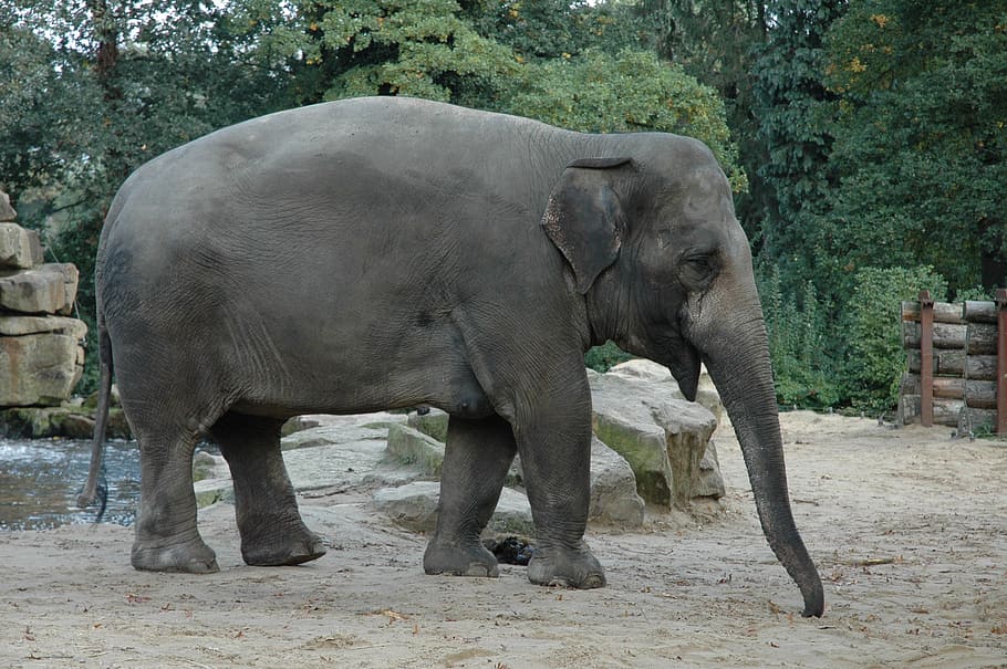 elephant, zoo, africa, animals, big five, nature, grey, trunk, HD wallpaper