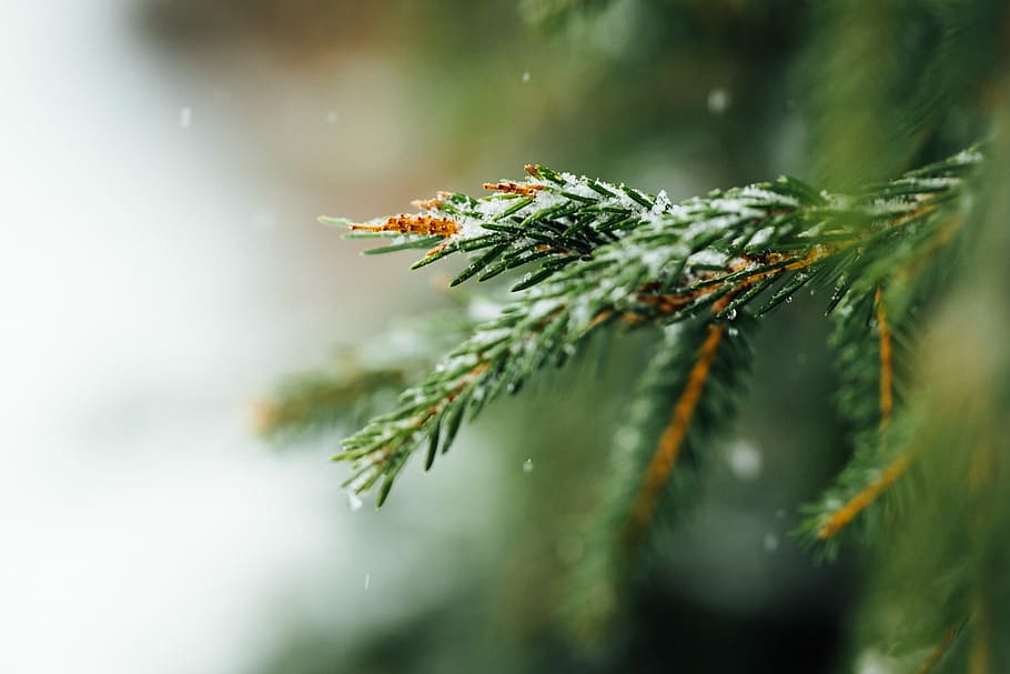 selective focus photography of snow covered pine tree leaves, shallow focus photography of green leafed tree HD wallpaper