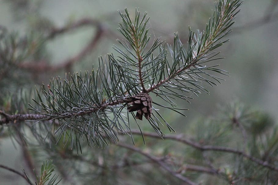 pine, pine cone, tree, plant, coniferous tree, pinaceae, pine tree HD wallpaper