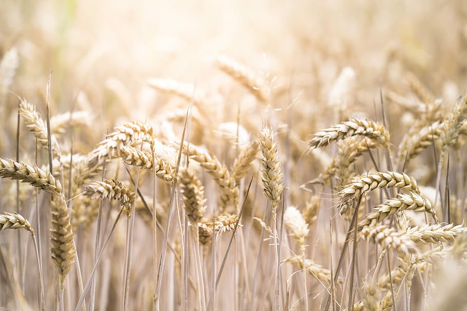 selective focus photo of wreath, selective focus photography of wheat field HD wallpaper