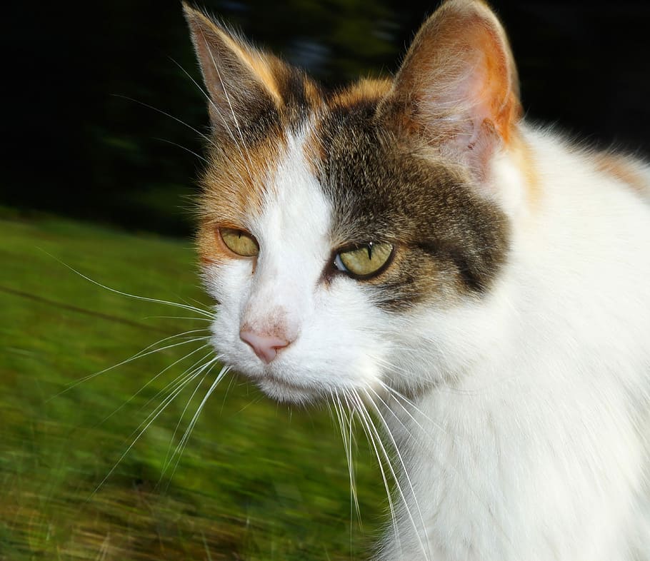 Cat, Head, Portrait, Eyes, Face, cat face, domestic cat, adidas HD wallpaper
