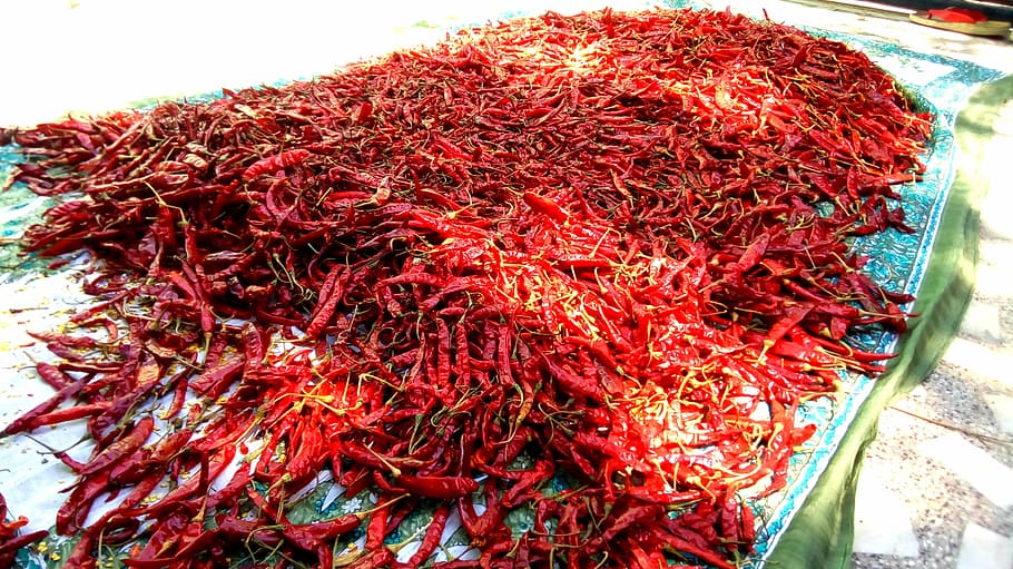red, chilly, pepper, hot, spice, seasoning, chili, cooking HD wallpaper