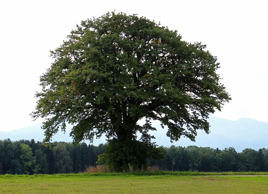 tree, individually, nature, sky, meadow, green, plant, growth HD wallpaper