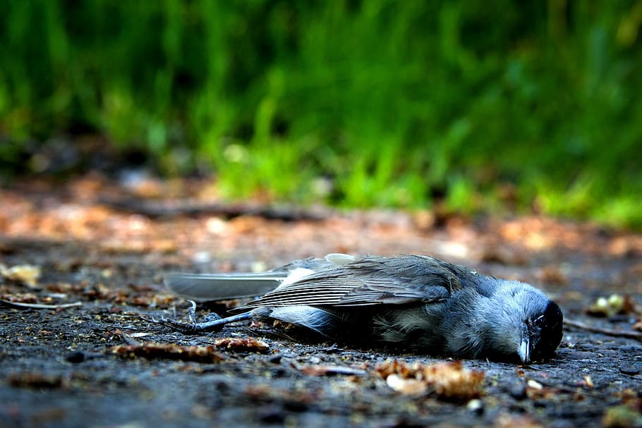 dead gray and black passerine bird, death, die, pain, nature