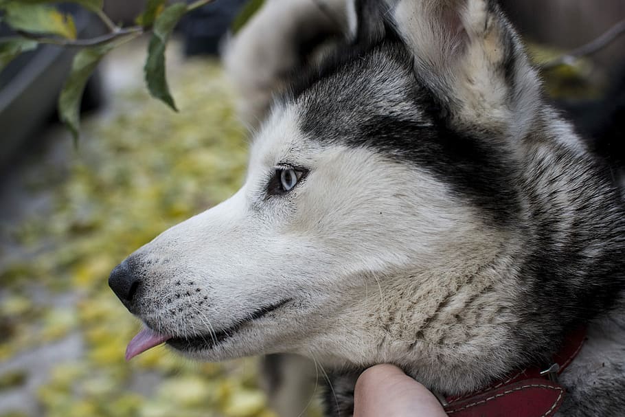 selective focus photography of grey and black Siberian husky HD wallpaper