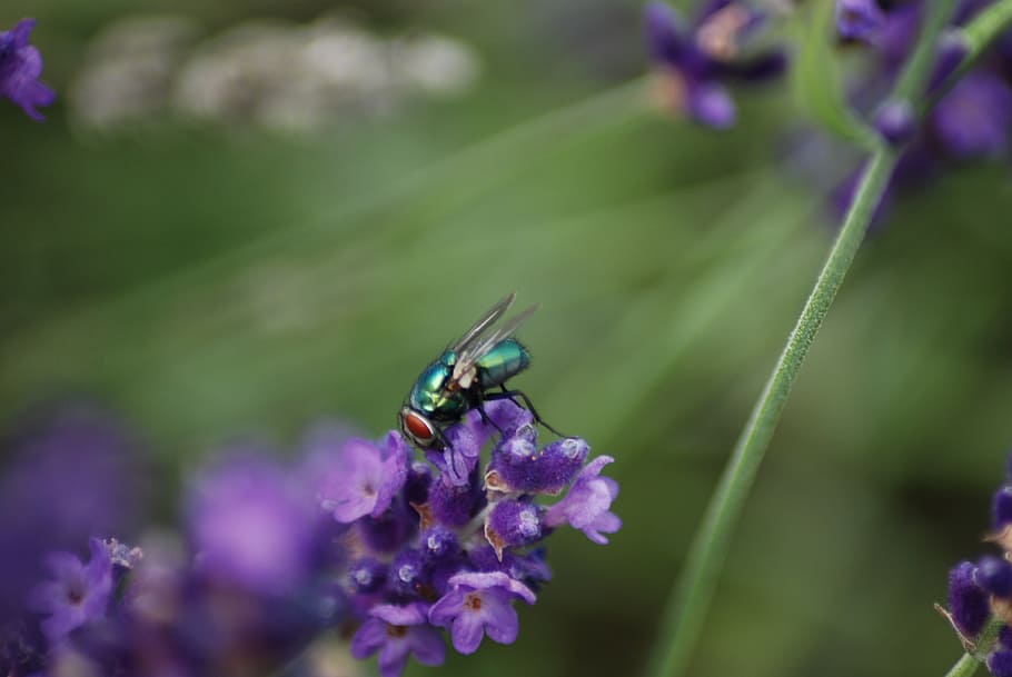 nikon d5100, fly, lavender, close, insect, lavender flowers HD wallpaper