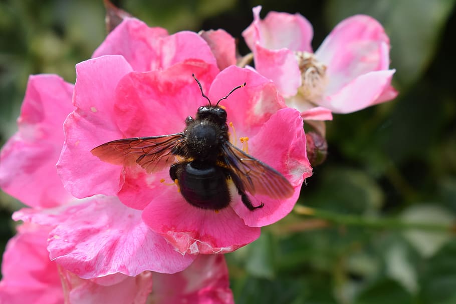 Pink, Flower, Carpenter Bee, pink color, insect, one animal HD wallpaper