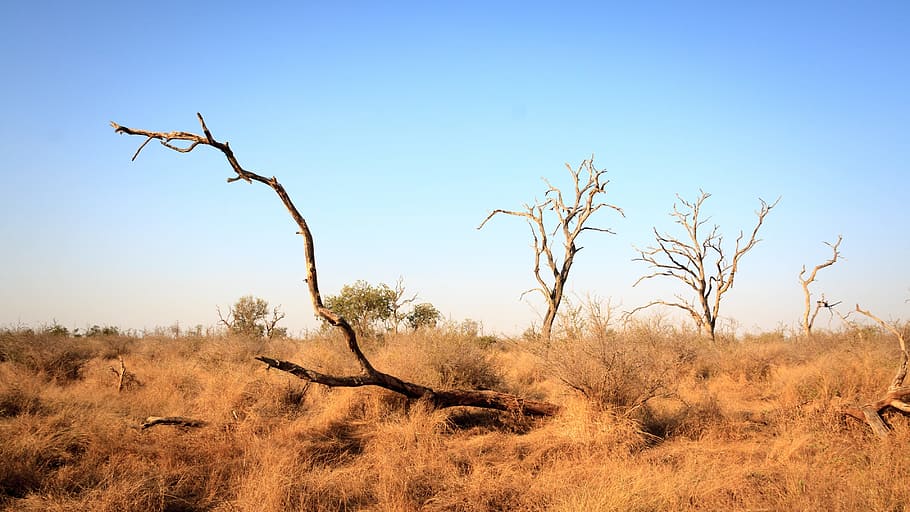 swaziland, africa, natural, savannah, landscape, horizon, dead trees, HD wallpaper