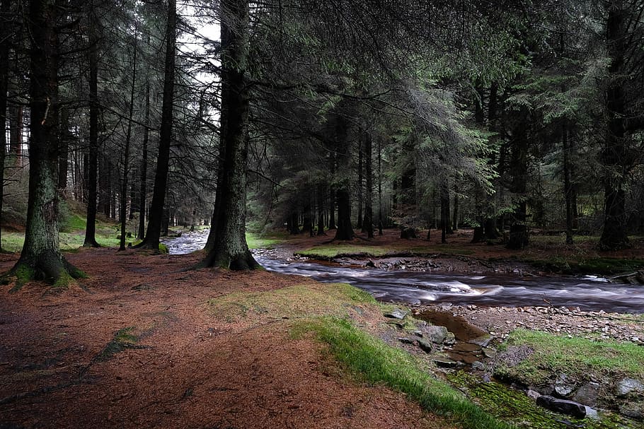 river in the middle on trees, woodland, forest, stream, plant HD wallpaper
