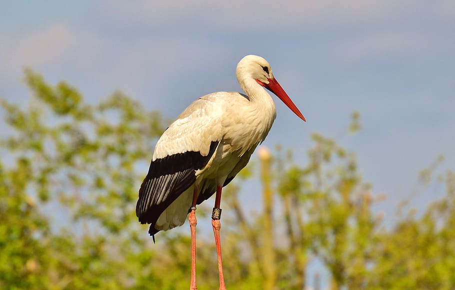 stork, fly, bird, white stork, plumage, nature, animals, rattle stork HD wallpaper
