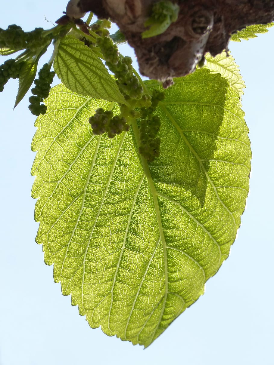 leaf, outbreak, mulberry, moral, sprout, tender leaves, spring HD wallpaper