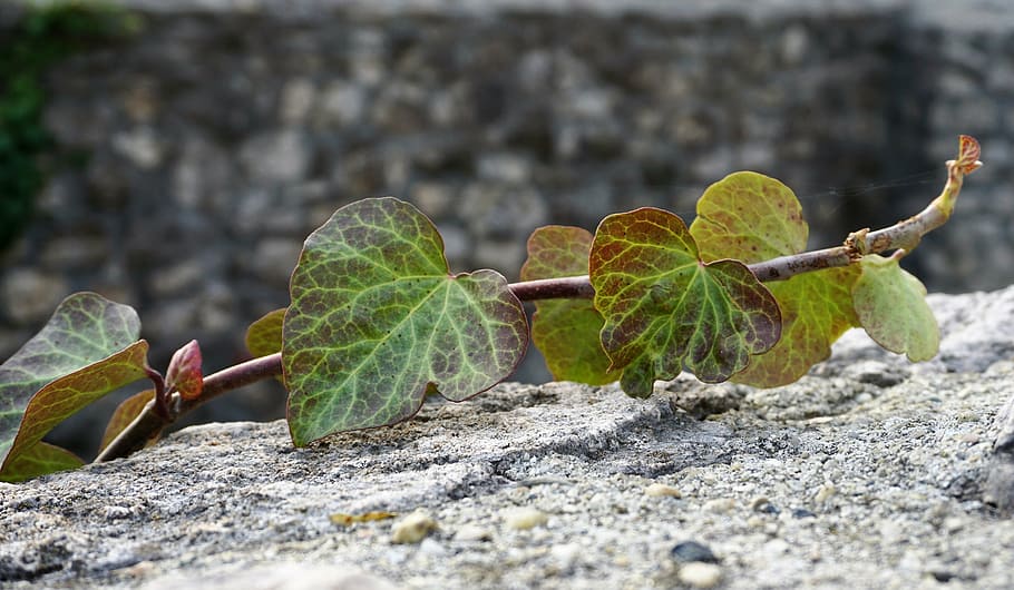 macro, foilage, leaf, nature, agriculture, growth, organic HD wallpaper