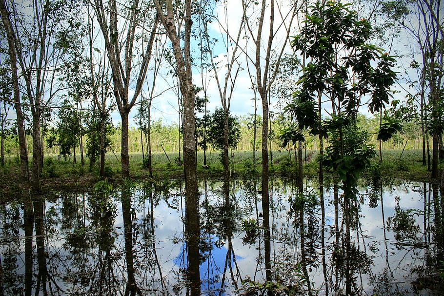 the tree, shadow, nature, plant, water, reflection, lake, growth HD wallpaper