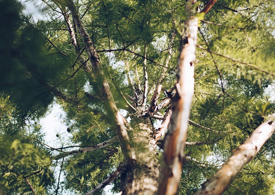 low angle photography of green tree, low angle photo of green leafed tree HD wallpaper