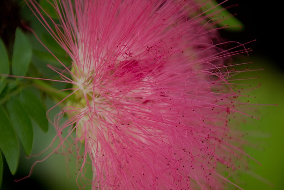flower, pink, nature, bloom, plant, flowering plant, growth HD wallpaper