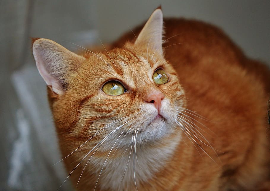 cat, red, cute, mackerel, tiger, sweet, cuddly, animal, domestic cat HD wallpaper