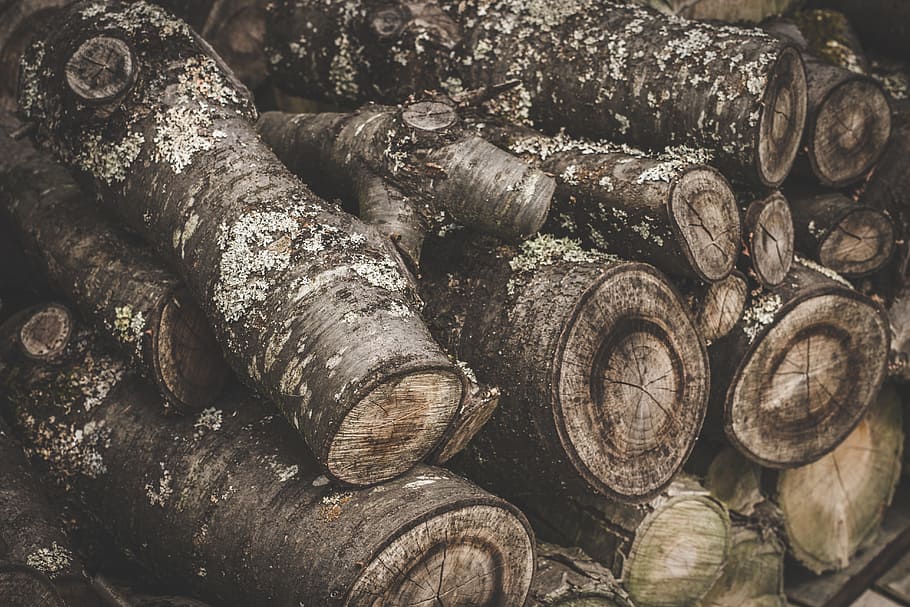 log, trunk, wood, forest, trees, large group of objects, stack HD wallpaper