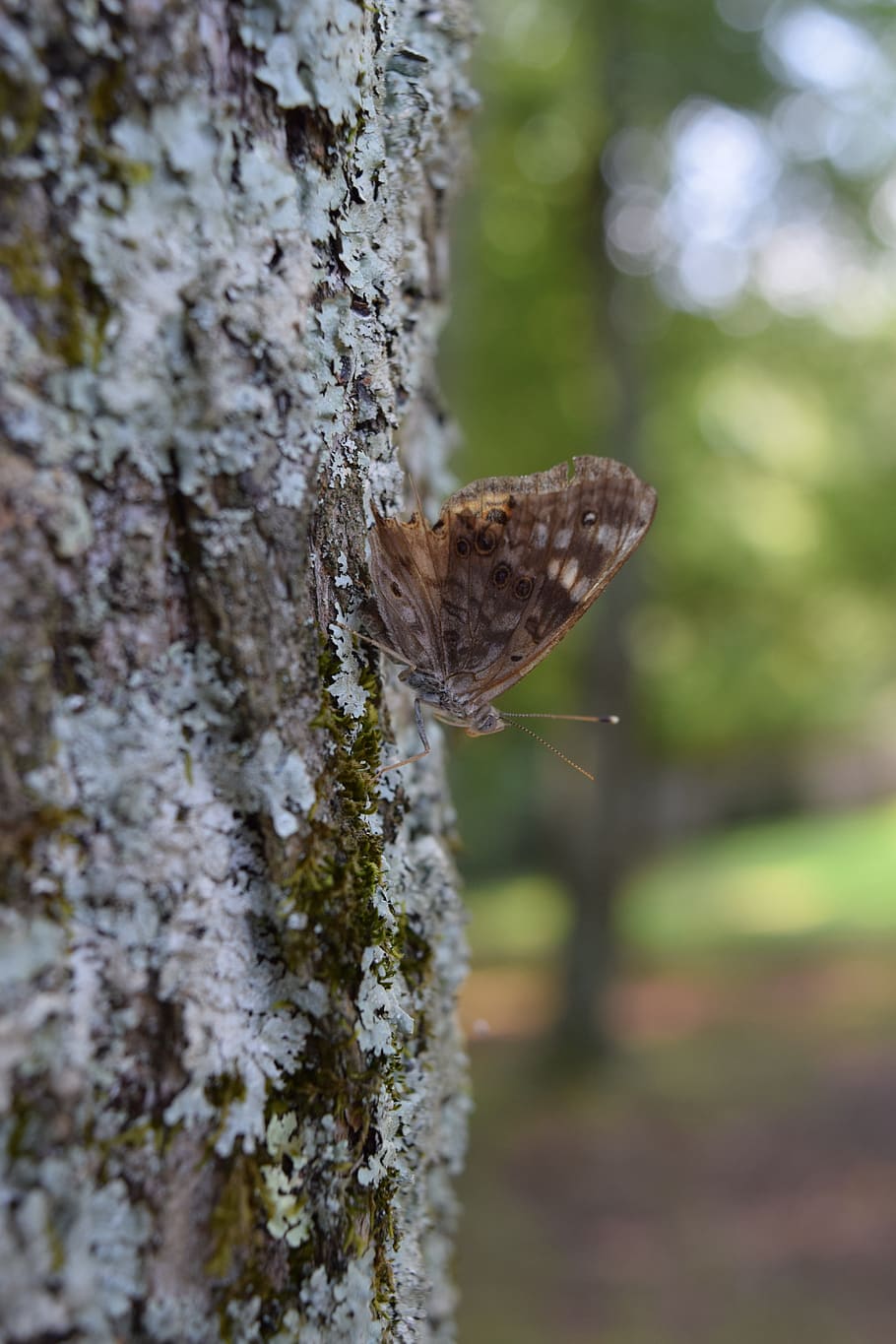 tree, moss, forest, nature, moth, butterfly, trunk, tree trunk HD wallpaper