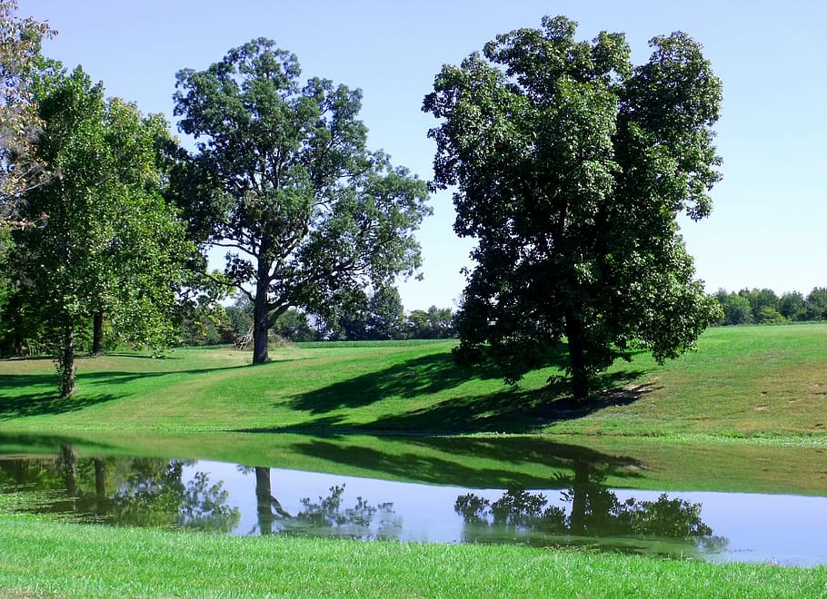 trees, green, summer, water, plant, grass, green color, tranquility HD wallpaper
