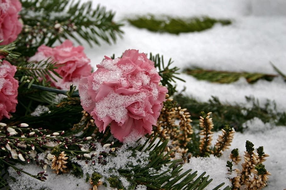 green Christmas tree, cemetery flowers, rose, plant, nature, tombstone, HD wallpaper