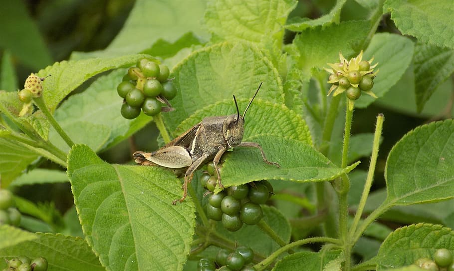 grasshopper, insect, berries, wild, nature, macro, locust, sitting HD wallpaper