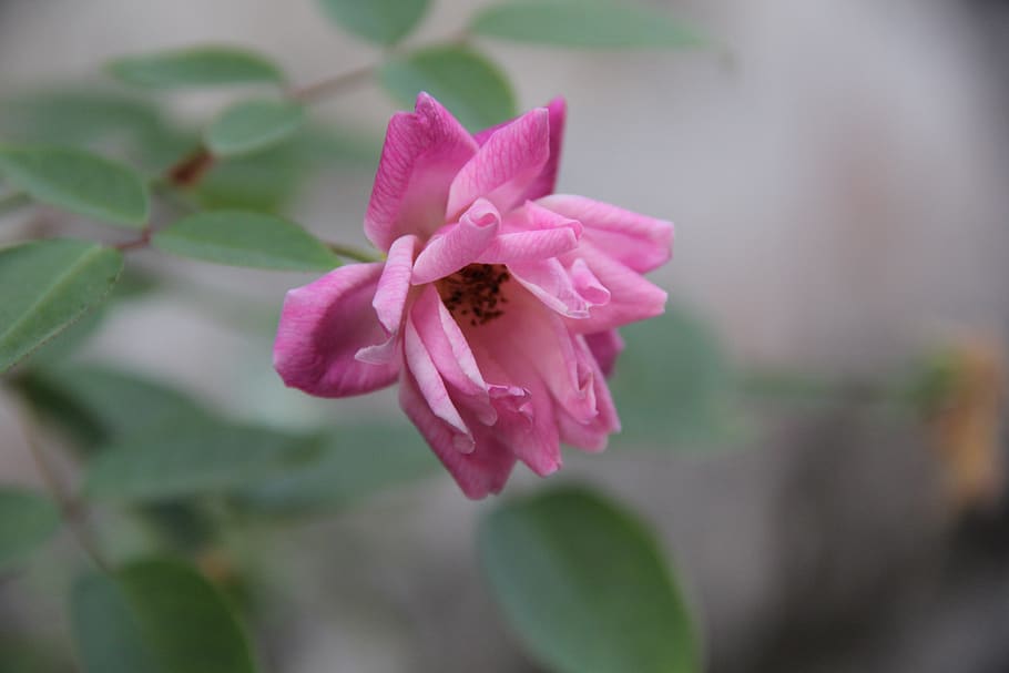 flower, springtime bloomed anew, flowering plant, beauty in nature HD wallpaper