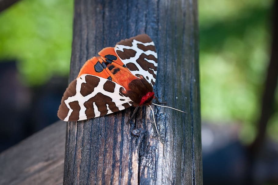 selective focus photography of red, black, and white anna tiger moth on wooden surface, HD wallpaper