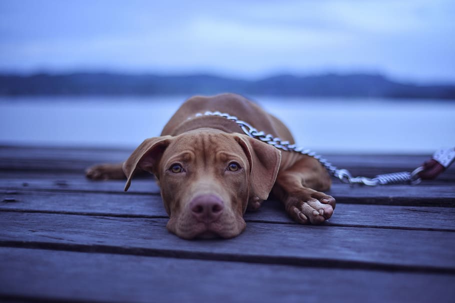 short-coated brown dog lying on brown surface, adult Vizsla with gray metal chain leashed lying on brown wooden deck close-up photo, HD wallpaper