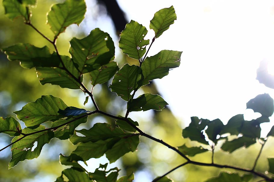 Leaf, Back Light, Plant, Leaves, summer, park, green color HD wallpaper