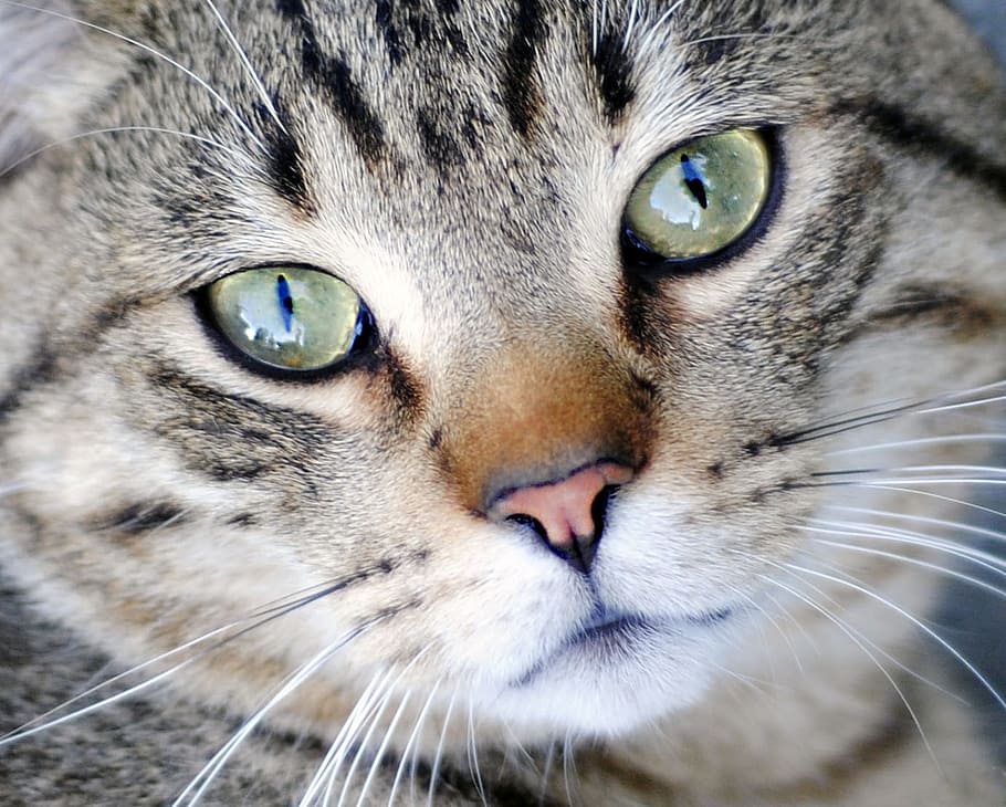 close up photography of silver Tabby cat, outdoors, one animal HD wallpaper