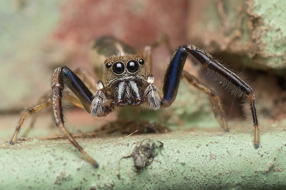 jumping spider, macro, insect, nature, animal, wildlife, predator HD wallpaper