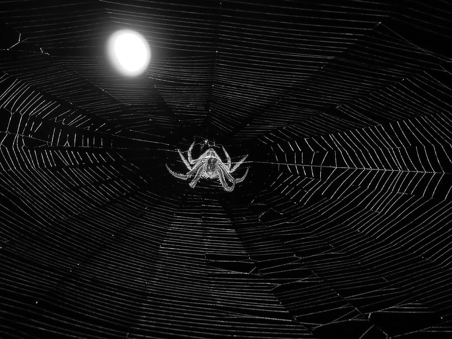 web, weaver, insect, spider, night, quindio, fragility, spider web HD wallpaper