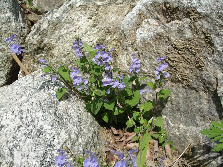 flowers, rock, spring, plant, flowering plant, growth, beauty in nature HD wallpaper