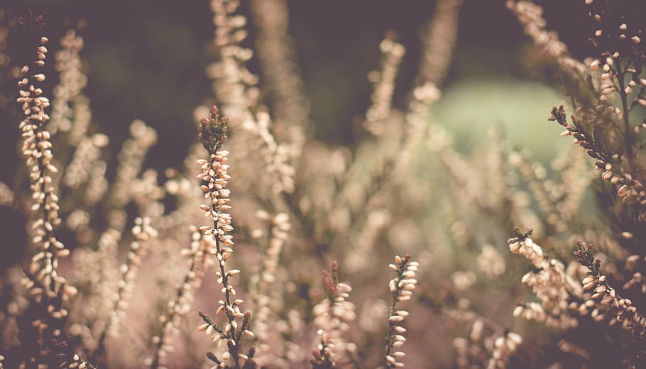 white petaled flowers during daytime, plant, bloom, spring HD wallpaper